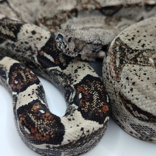 Macho Het Anery 66% Het Albino Khal 2025 A1325
