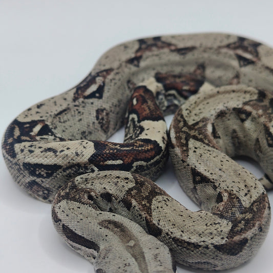 Macho Het Anery 66% Het Albino Khal 2025 A1025