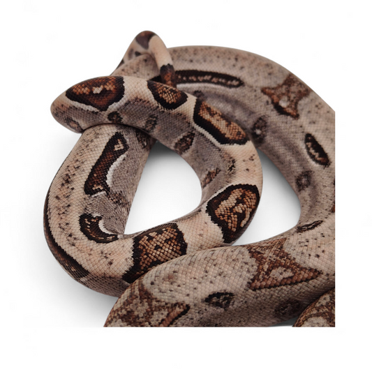 Jungle Stripe Sangre Veracruz-Hog Island Macho B825