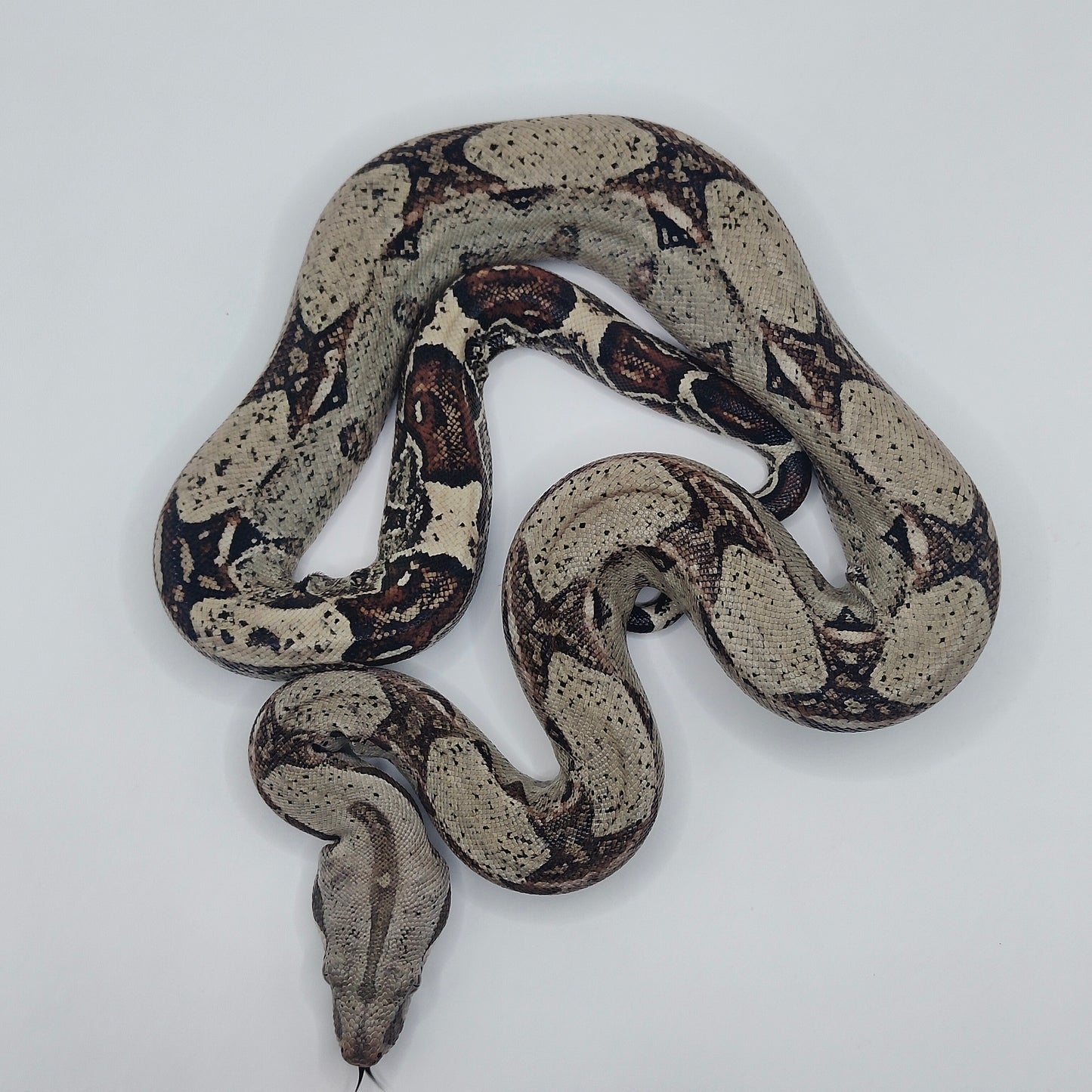 Macho Het Anery 66% Het Albino Khal 2025 A1025