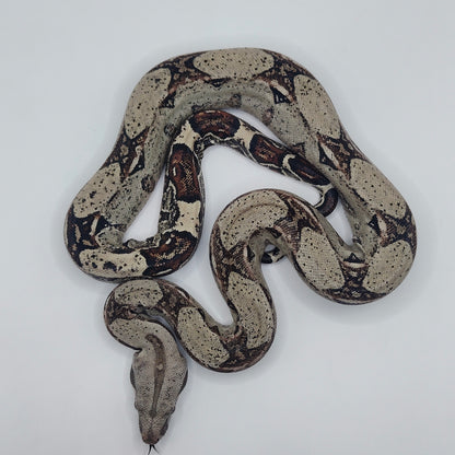 Macho Het Anery 66% Het Albino Khal 2025 A1025