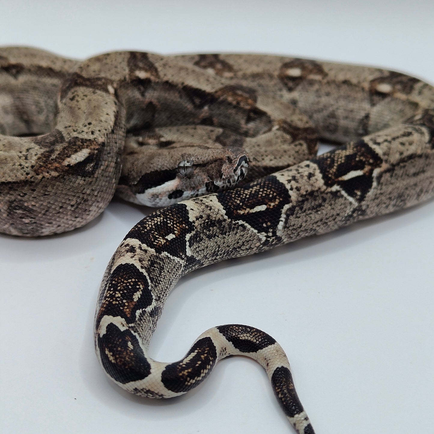 Hembra Anery 66% Het Albino Khal A825