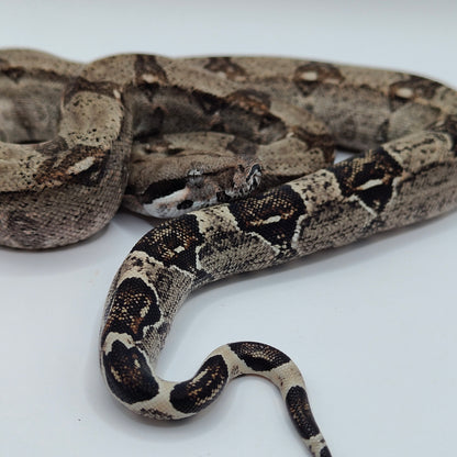 Hembra Anery 66% Het Albino Khal A825