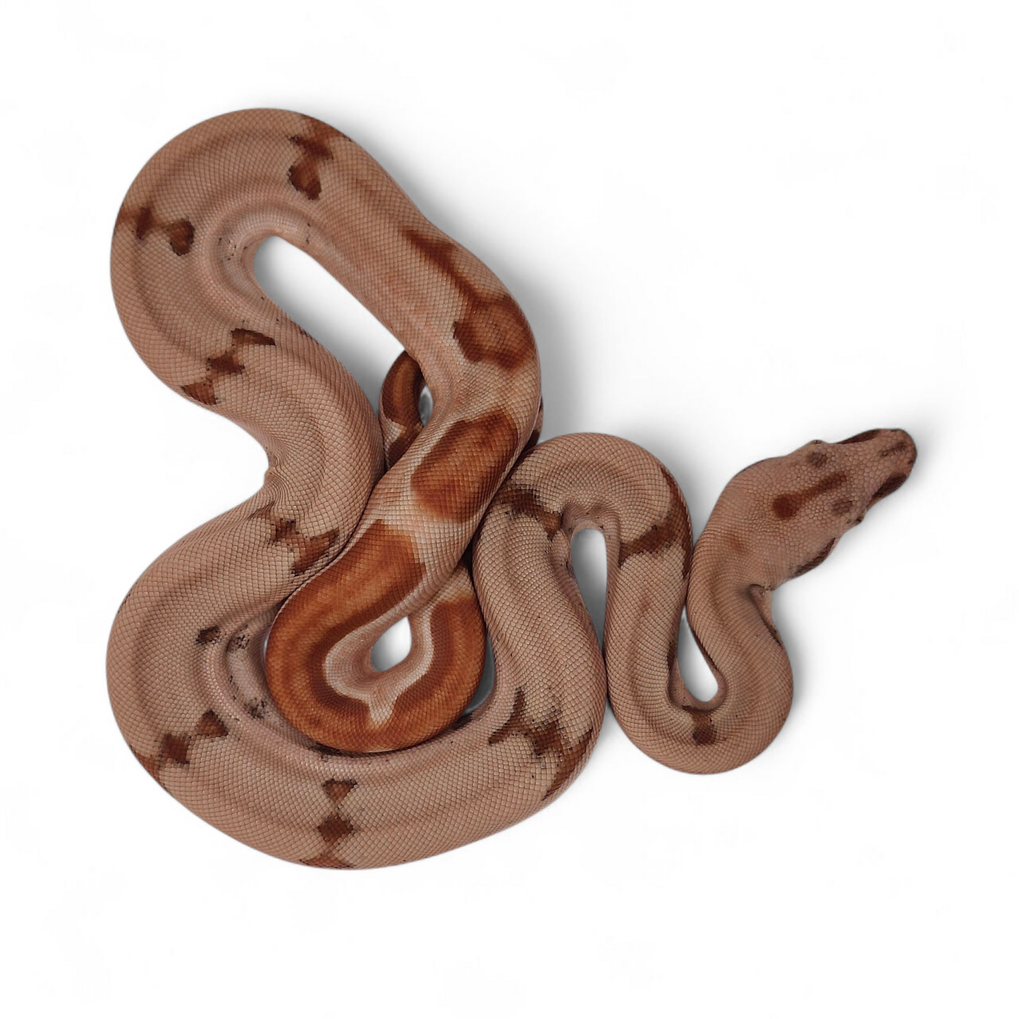 Super Hypo Jungle Sangre Veracruz-Hog Island Macho B325