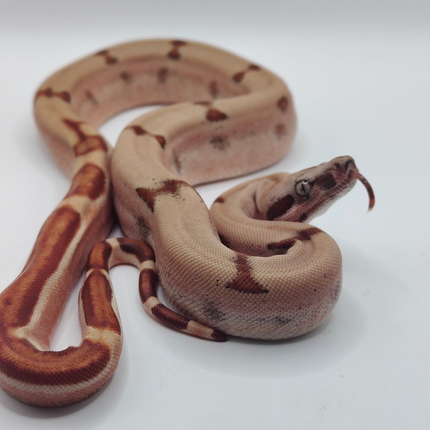 Super Hypo Jungle Sangre Veracruz-Hog Island Macho 2025 B625