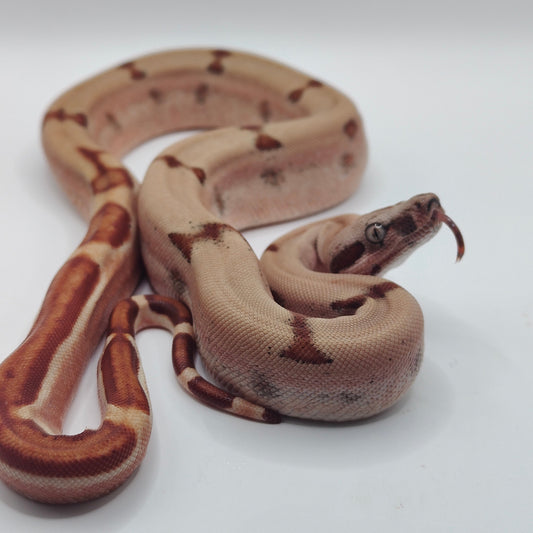 Super Hypo Jungle Sangre Veracruz-Hog Island Macho 2025 B625