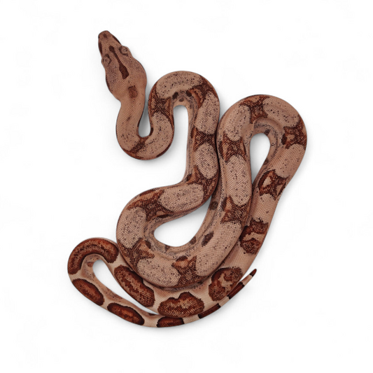 Hypo Sangre Veracruz-Hog Island Hembra B925