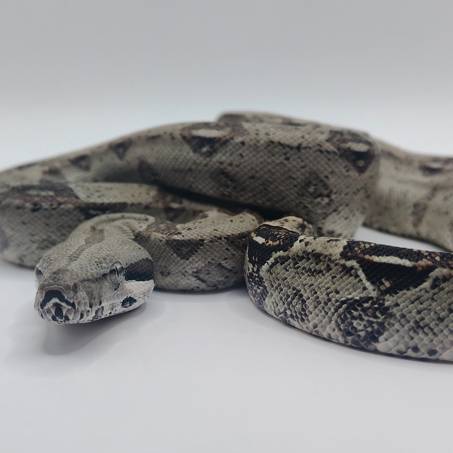 Hembra Anery 66% Het Albino Khal 2025 A825