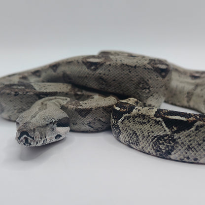 Hembra Anery 66% Het Albino Khal 2025 A825