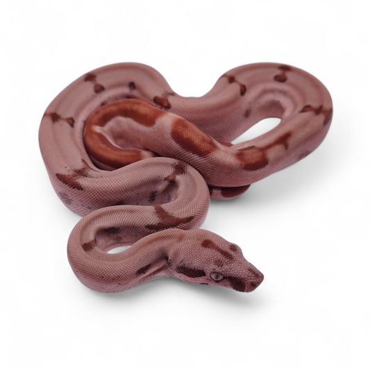 Super Hypo Jungle Sangre Veracruz-Hog Island Macho B325