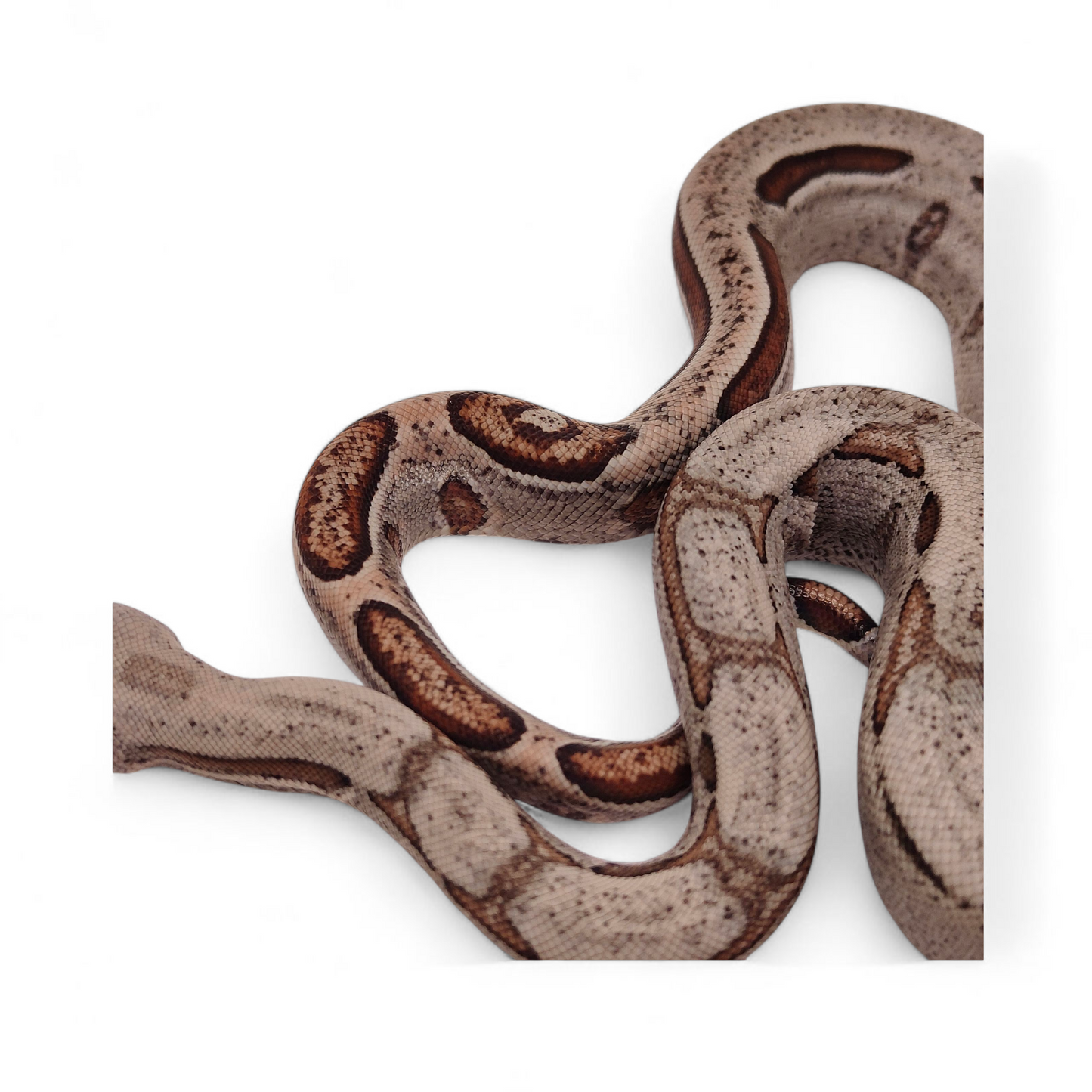 Jungle Stripe Sangre Veracruz-Hog Island Macho B725