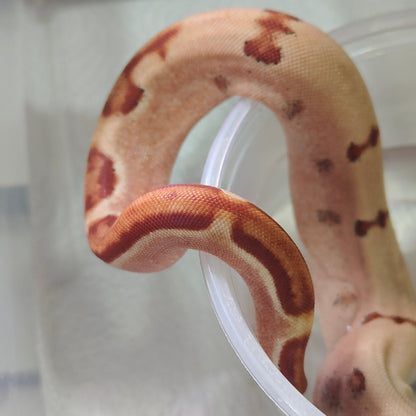 Super Hypo Jungle Sangre Veracruz-Hog Island Macho 2025 B625