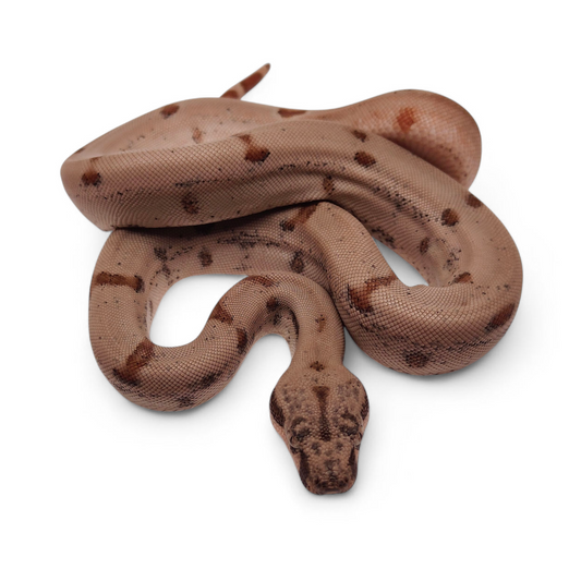 Super Hypo Jungle Sangre Veracruz-Hog Island Hembra B225