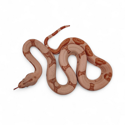 Super Hypo Jungle Sangre Veracruz-Hog Island Macho B625