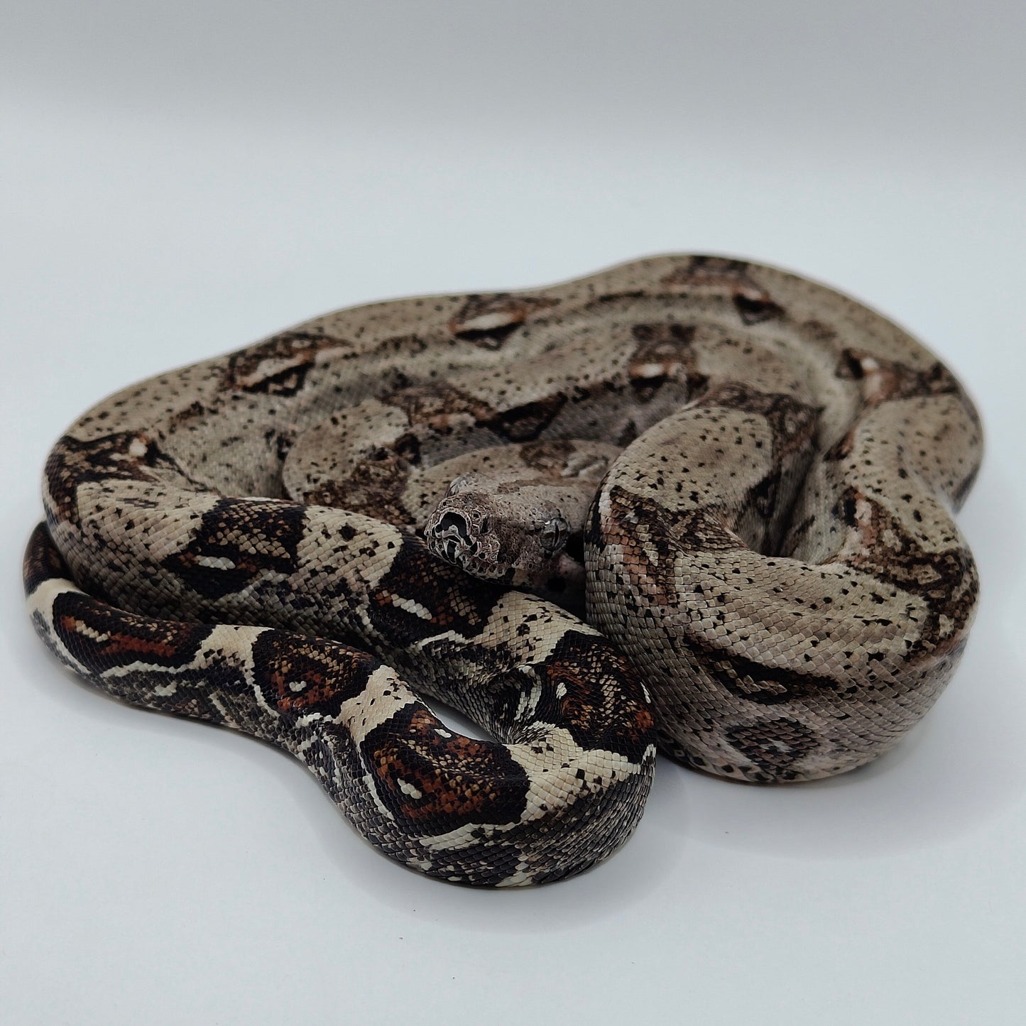 Macho Het Anery 66% Het Albino Khal 2025 A1325